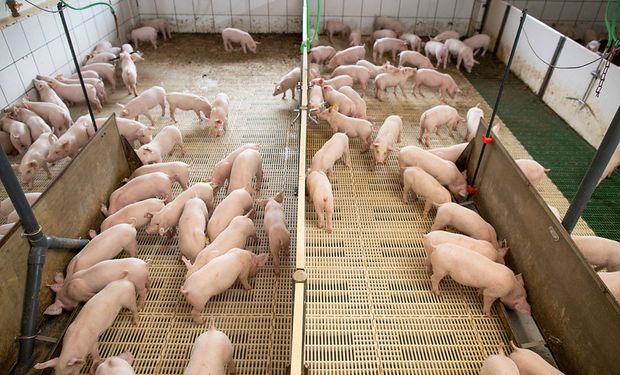 Cotação da carne suína sobe na 1ª quinzena de abril, mas competitividade cai no mercado