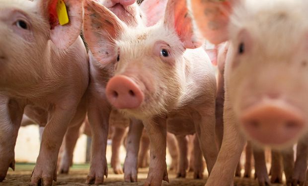 Cotações dos suínos caem e prejudicam poder de compra do produtor em relação ao farelo de soja