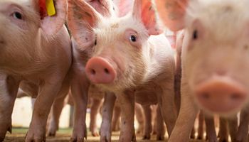 Crise tira pequenos produtores independentes da suinocultura no Paraná