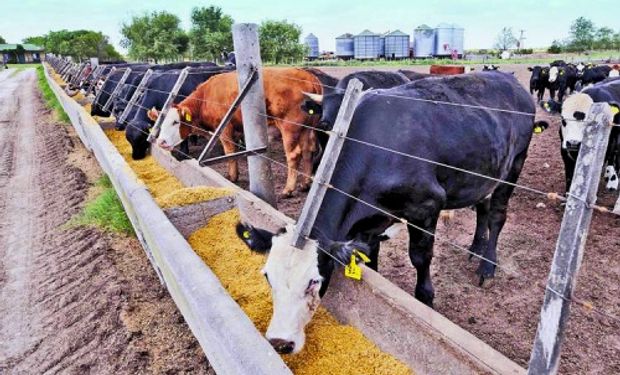 Informe de la Cámara Argentina de Feedlot.