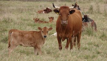 "Nuestra salida está en transformar granos en carne"