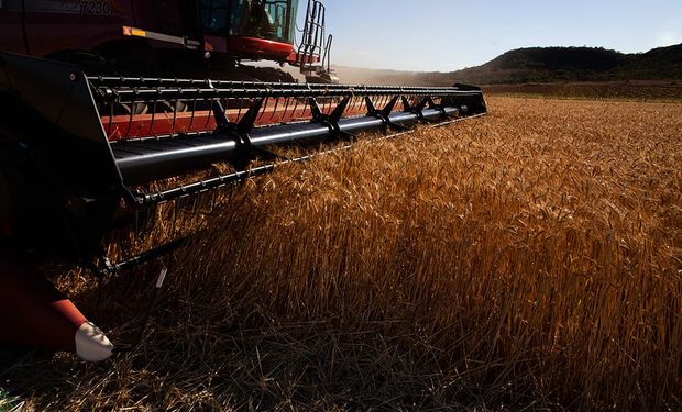 Triticultores perdem margem de lucro e área plantada deve diminuir 