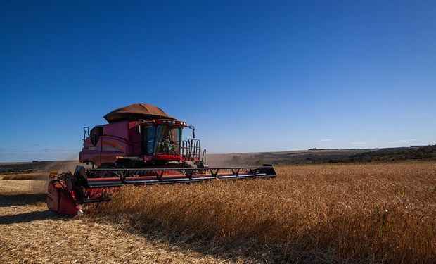 Trigo mantém tendência de alta no início de maio