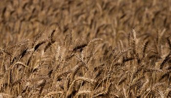 Cotação do trigo acumula alta em abril, segundo Cepea