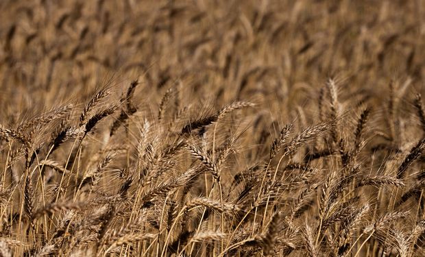 Cotação do trigo sobe 1% na primeira semana de abril