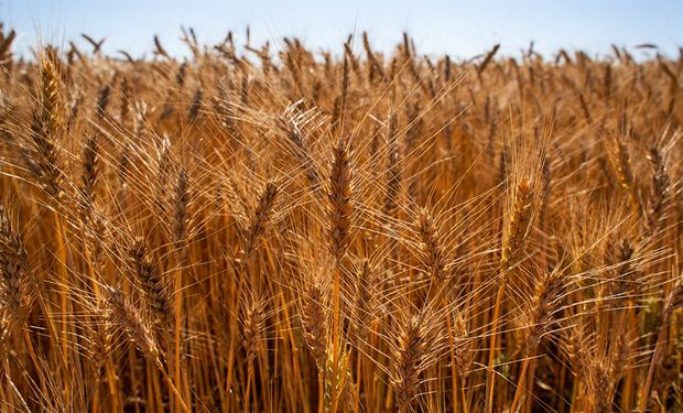 Mercado do trigo tem poucos negócios durante entressafra