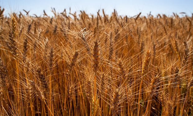 El trigo cae a mínimos de varios años en Argentina y la soja se mantiene cerca de los US$ 350: qué negocios aparecen