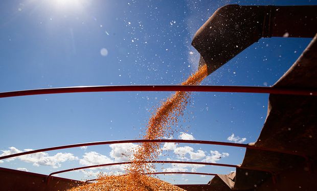 Campo, granos y carne: especialistas y grandes productores del agro comparten su estrategia de negocios