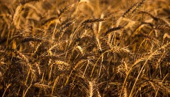 Preocupações com a produção russa impulsionam cotação do trigo