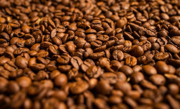 Cup of Excellence é o principal concurso de qualidade para cafés especiais do mundo. (Foto: Wenderson Araujo/CNA)