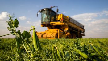 El cultivo que puede cambiar la lógica del agro argentino vive un momento único: "Solo falta animarse"