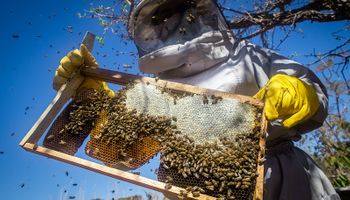 Produtores de mel do Brasil terão missão comercial no Chile