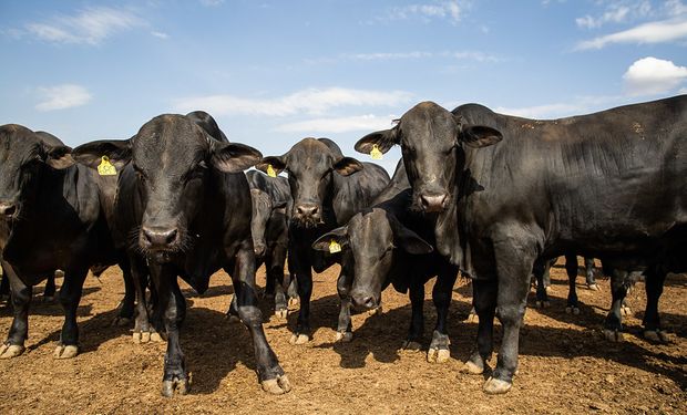 No segundo trimestre de 2023, foram abatidas 8,25 milhões de cabeças de bovinos sob algum tipo de inspeção sanitária.