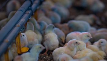 Japão concorda com "municipalização" da importação de frango