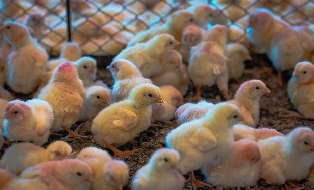 Baixa demanda interna por frango derruba cotação do animal vivo