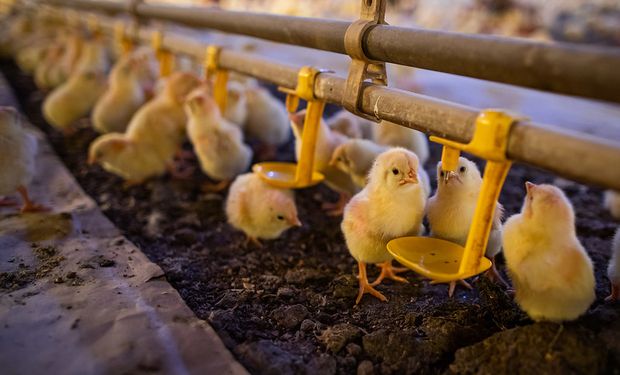 Acordo terá validade de dois anos e contará com diversas linhas estratégicas para o fortalecimento do comércio internacional da proteína animal
