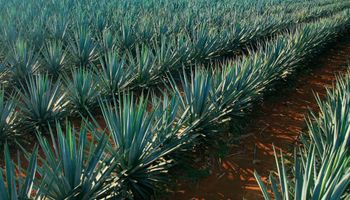 Brasil investe em pesquisa com planta da tequila para produção de etanol