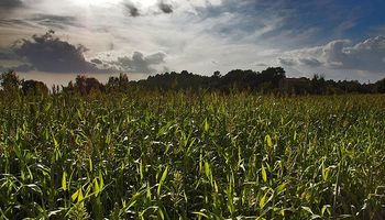 Afirman que el desafío es incentivar la producción de maíz 