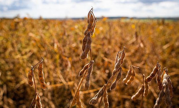 La soja subió en Argentina pese a que en el mercado de referencia marcó un mínimo de casi dos meses