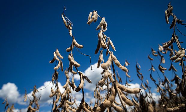 Soja, carne bovina, açúcar, celulose, carne de frango, algodão e carne suína são sete das dez mercadorias mais exportadas pelo Brasil à China