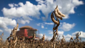 Devastação das lavouras no RS eleva preço da soja no mercado interno