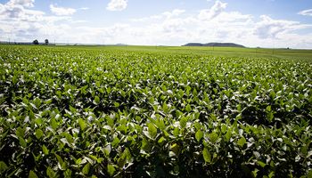 Brasil: la sequía afecta a la soja y la producción caería un 20 %