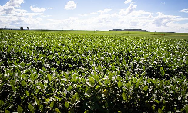 Brasil: la sequía afecta a la soja y la producción caería un 20 %
