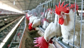 Detectan nuevo foco de influenza aviar en Chile