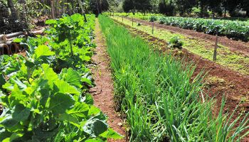 Programa Garantia-Safra tem inscrições abertas para agricultores familiares