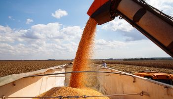 Governo vai comprar milho de mais quatro estados por excesso de oferta