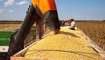 Safra do milho em MT foi positiva em volume, mas teve forte queda em rentabilidade