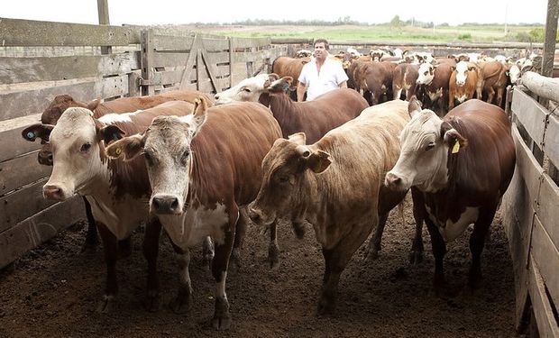 El mercado de hacienda muestra una menor faena y la demanda se ajusta por volumen