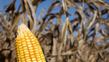 Cotação do milho caiu quase 14% em 1 ano, diz Cepea