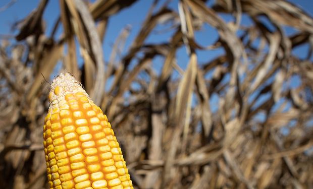 Cotação do milho caiu quase 14% em 1 ano, diz Cepea
