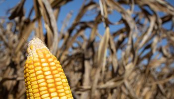 Oportunidad en el agro: invirtieron para multiplicar por seis la producción de un insumo pensado para el futuro del campo