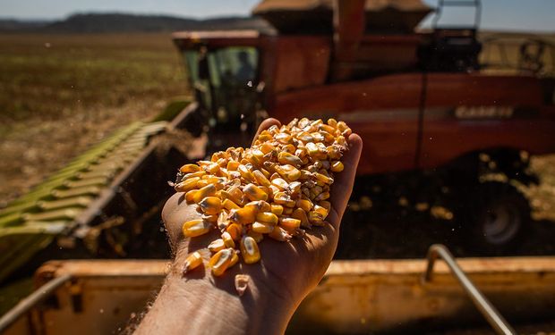 Cotações do milho sobem para o mercado externo, mas seguem baixas para interno