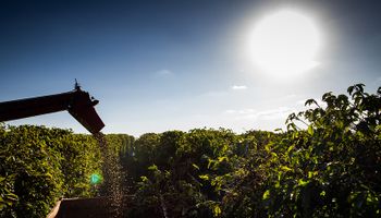Brasil exportou 35,6 milhões de sacas de café na safra 2022/23