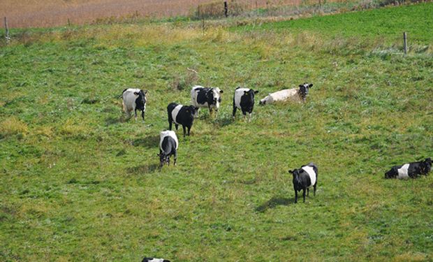 Alertan que planchar el precio de la carne podría "provocar una explosión"