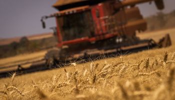 Preço do trigo cresce, motivado pela retração dos produtores
