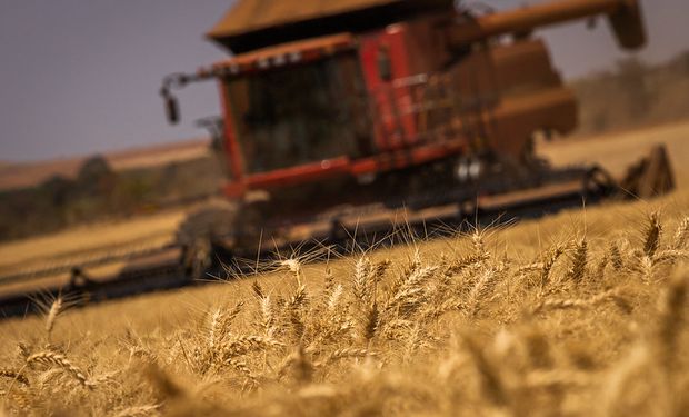 Preço do trigo cresce, motivado pela retração dos produtores