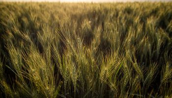 Qué hacer con los granos: "La recomendación es vender maíz, cubrir posiciones en trigo y esperar mejores precios para la soja"