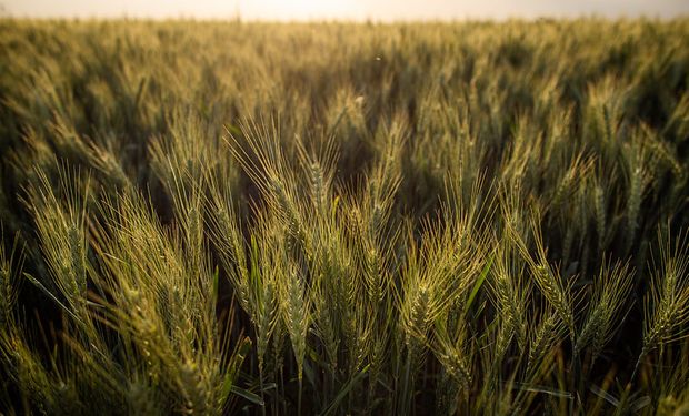 Qué hacer con los granos: "La recomendación es vender maíz, cubrir posiciones en trigo y esperar mejores precios para la soja"