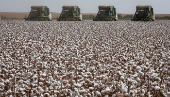 Preço do algodão em pluma flutua na primeira quinzena de maio