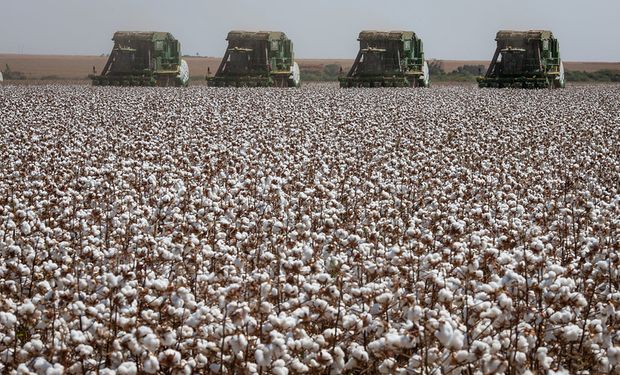 Preço do algodão em pluma flutua na primeira quinzena de maio