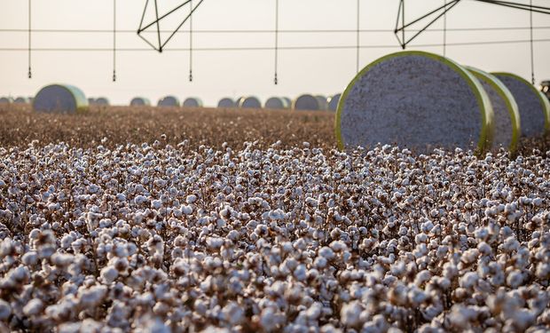 Discordância sobre preços limita negociações do algodão