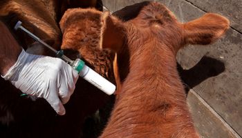 Importación de productos veterinarios: suman a los países del Mercosur a la lista y se amplía la oferta