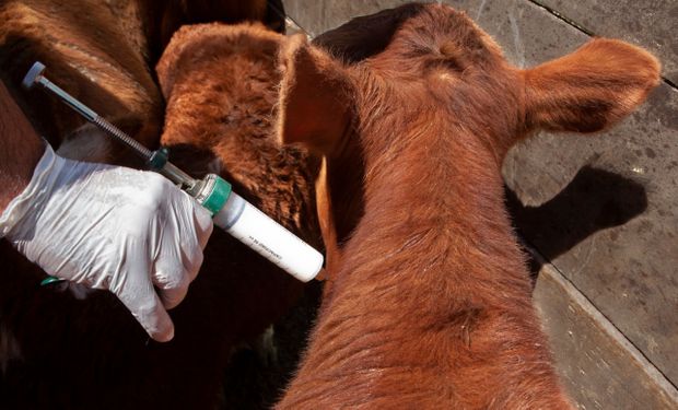 “Este modelo ya fracasó”: productores mostraron preocupación tras la desregulación de la vacunación contra la fiebre aftosa