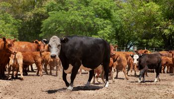 La vacunación contra la fiebre aftosa alcanzó los 29 millones de bovinos