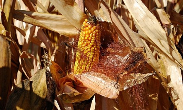 Siembras tardías y tempranas, ejes de la clásica maicera