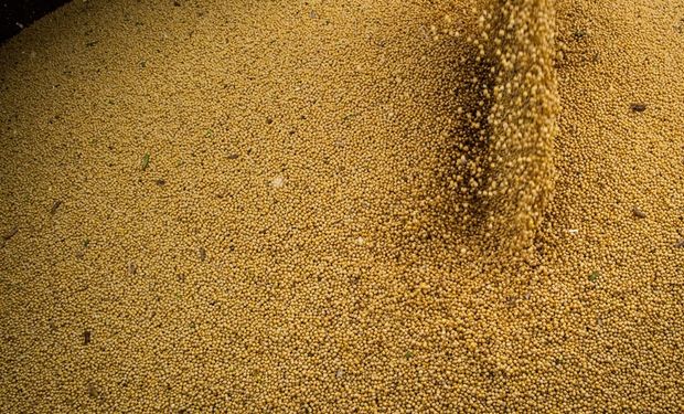 ¿Márgenes récord en Argentina para la soja? Por qué los precios podrían "caer fuerte"